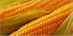 Maize Seeds