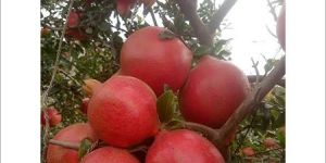 Natural Pomegranate