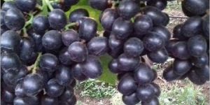 Organic Black Grapes