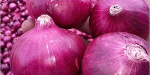 Organic Red Onion