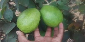 Fresh Thai Guava