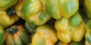 Fresh Yellow Capsicum