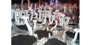 Milky Mushroom Spawn