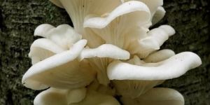 Oyster Mushroom Spawn