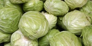 Fresh Cabbage