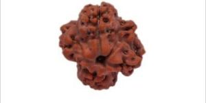 Siddh 1 (Ek) Mukhi Rudraksha