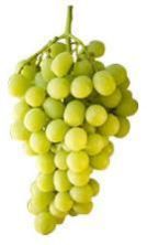 Fresh Grapes
