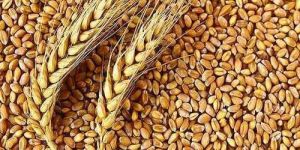 Organic Wheat Grains