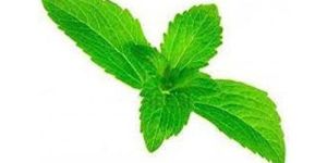 Fresh Stevia Leaves