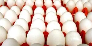 Poultry Eggs