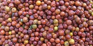 Fresh Ziziphus Jujuba