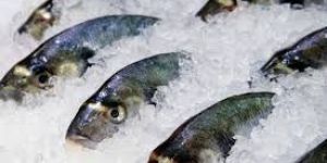Frozen Fish