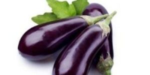 Fresh Brinjal