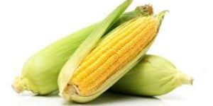 Yellow Maize