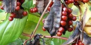 Gloriosa Superba Seeds