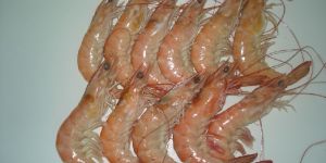 Vanamei Shrimp