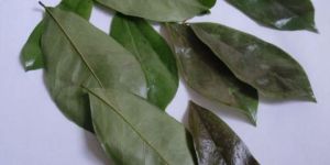 Soursop Dried Leaves