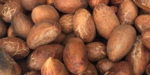 Bitter Kola Nuts