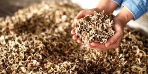 Moringa Seeds