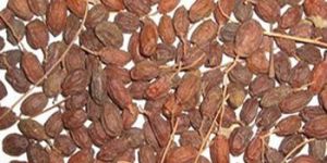 Dried Neem Fruit