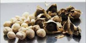 Moringa Kernels