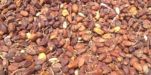 Natural Moringa Seeds