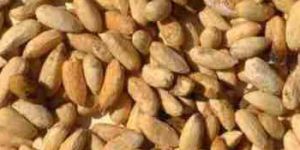 Natural Neem Seeds