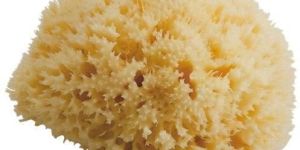 Sea Sponge