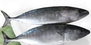 Frozen Bonito Fish