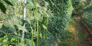 Vegetable Creeper
