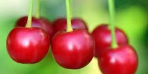 Cherry