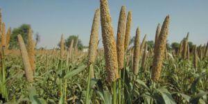 Pearls Millets