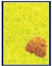 Sea Sponge (Natural)