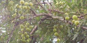Fruit Tree Species