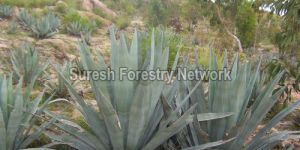 Live Fencing Species