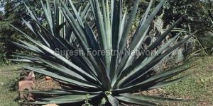 Soil Erosion Control Grass