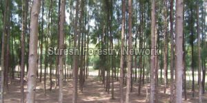 Soil Erosion Control Species