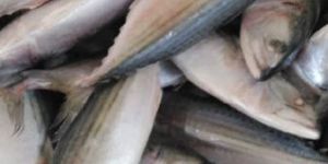 Indian Mackerel