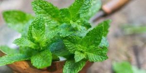 Fresh Mint Leaves