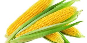 Fresh Yellow Corn