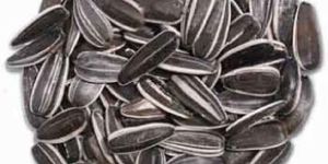 SUNFLOWER OIL SEEDS