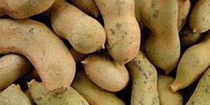 Tamarind