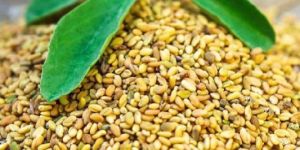 Fenugreek Seeds