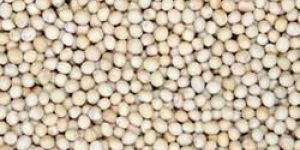 White Mustard Seeds