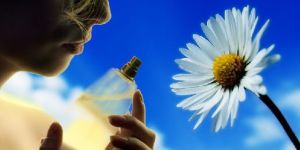 Tranquility Massage Oil