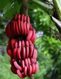 Red Banana