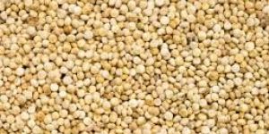Quinoa Seeds
