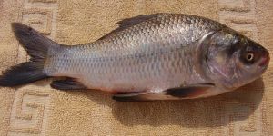 Catla Fish