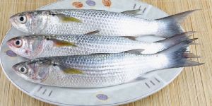 Mullet Fish