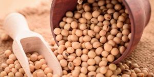 Soybean Seeds